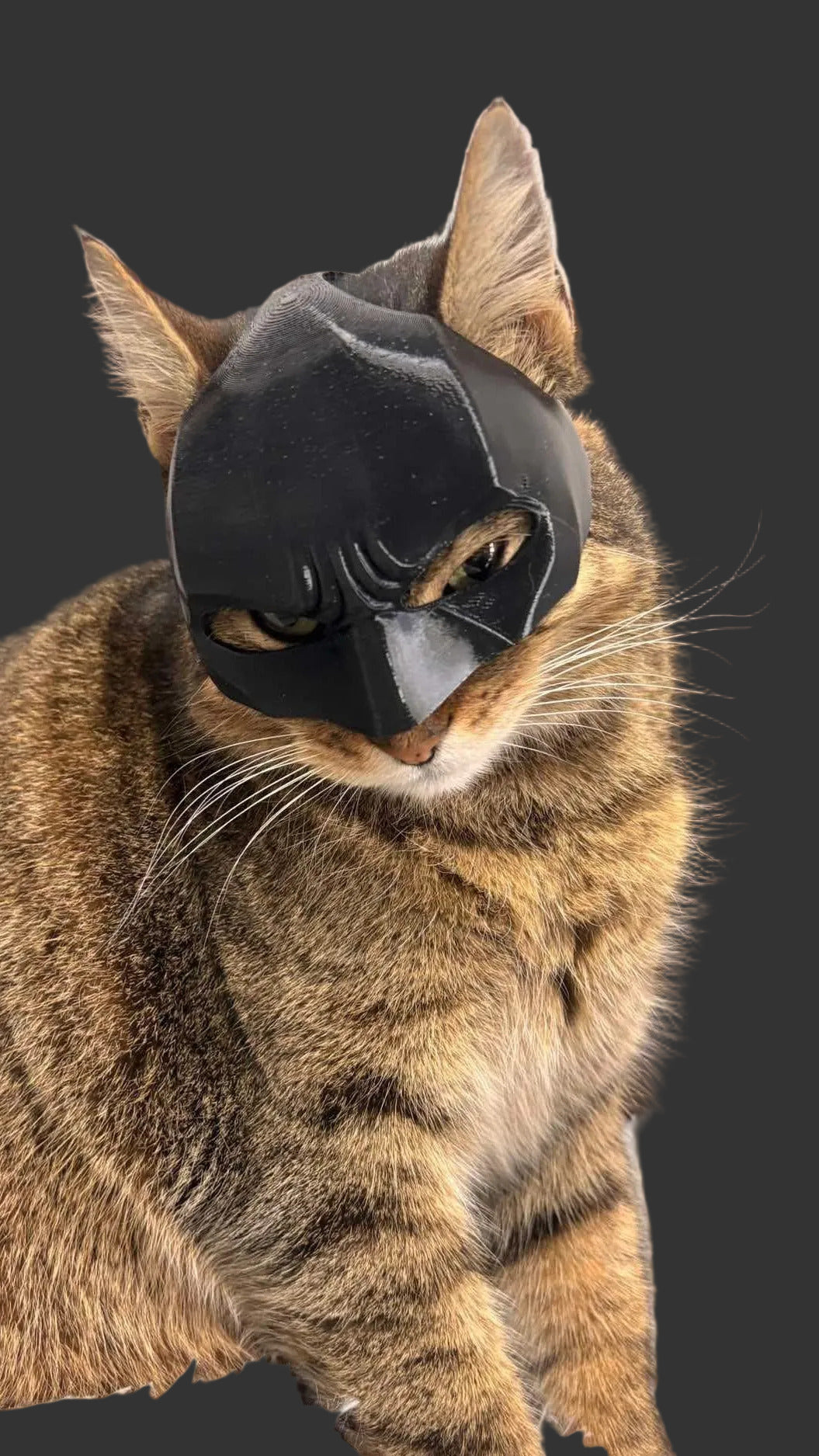 BATMAN MASZK CICÁKNAK