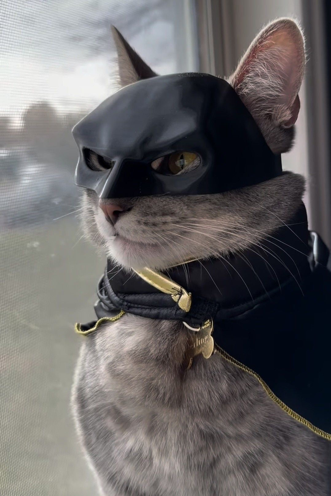 BATMAN MASZK CICÁKNAK