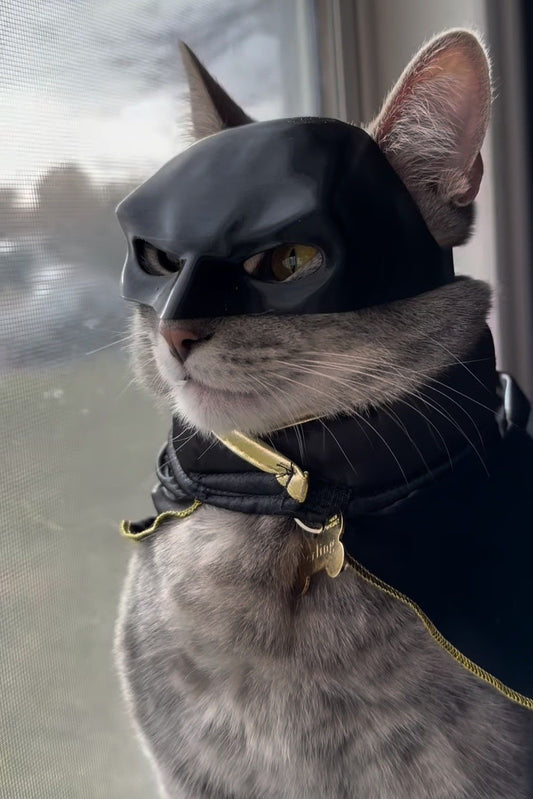 BATMAN MASZK CICÁKNAK